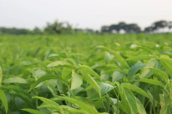 Fazenda Juta Cor Verde Campo Para Colheita Venda — Fotografia de Stock