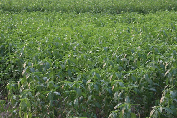 yeşil renkli kenevir tarlasında hasat ve satış için
