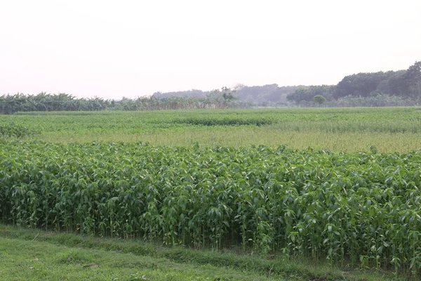 Fazenda Juta Cor Verde Campo Para Colheita Venda — Fotografia de Stock