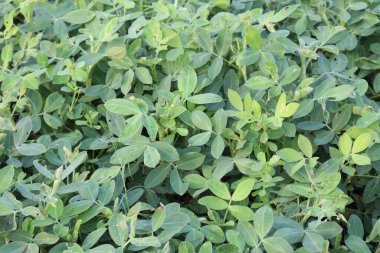 Fıstık ağacı çiftlikte hasat için yakın plan