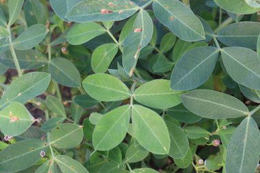 Fıstık ağacı çiftlikte hasat için yakın plan