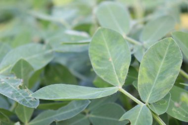 Fıstık ağacı çiftlikte hasat için yakın plan