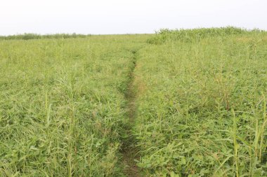 Fıstık ağacı çiftlikte hasat için yakın plan