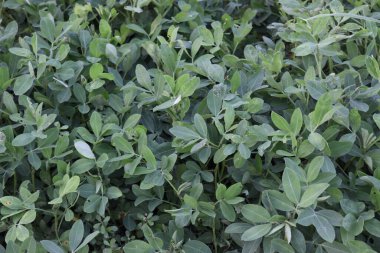 Fıstık ağacı çiftlikte hasat için yakın plan