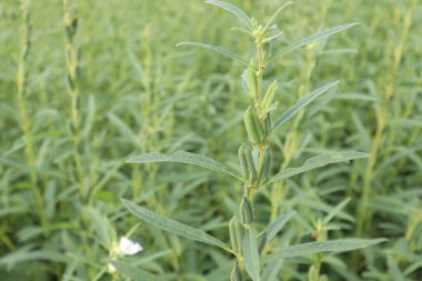 Hasat ve iş için sağlıklı ve yeşil susam çiftliği