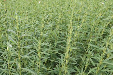 Hasat ve iş için sağlıklı ve yeşil susam çiftliği