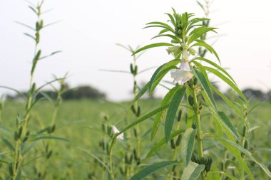 Hasat ve iş için sağlıklı ve yeşil susam çiftliği