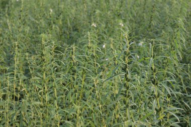 Hasat ve iş için sağlıklı ve yeşil susam çiftliği