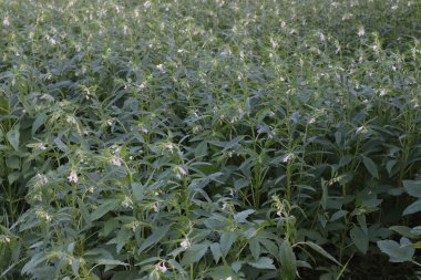 Hasat ve iş için sağlıklı ve yeşil susam çiftliği