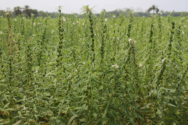 Gezond Groen Sesambedrijf Voor Oogst Bedrijf — Stockfoto