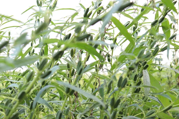 Υγιές Και Πράσινο Σουσάμι Αγρόκτημα Για Συγκομιδή Και Τις Επιχειρήσεις — Φωτογραφία Αρχείου
