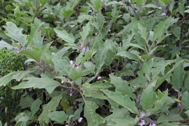 Taze ve sağlıklı patlıcan, çiftlikte hasat için ağaç var.