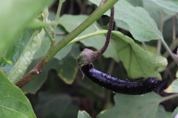 Aubergine Fraîche Saine Avec Arbre Ferme Pour Récolte — Photo