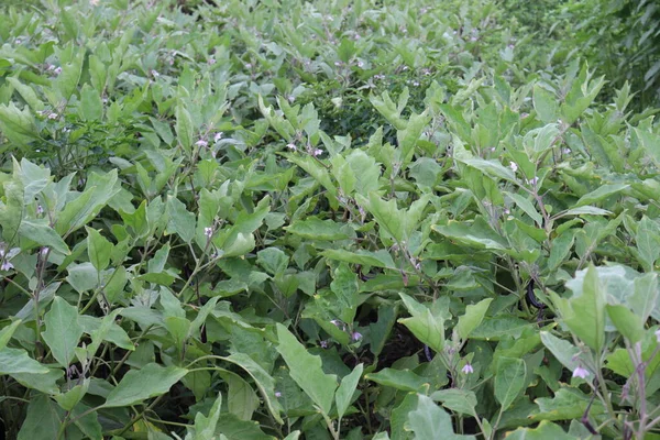 Berinjela Fresca Saudável Com Árvore Fazenda Para Colheita — Fotografia de Stock