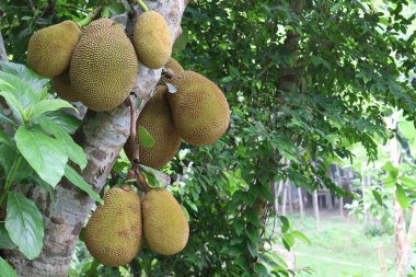 Lezzetli ve sağlıklı meyveler çiftlikteki ağaçta hasat için.