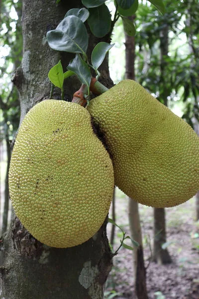 Νόστιμο Και Υγιεινό Απόθεμα Jackfruit Στο Δέντρο Της Εκμετάλλευσης Για — Φωτογραφία Αρχείου