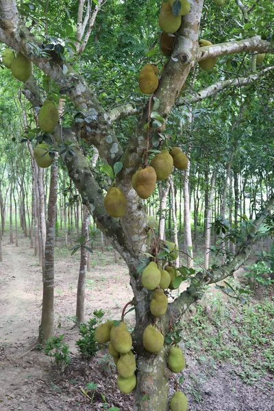 Estoque Jaca Saboroso Saudável Árvore Fazenda Para Colheita — Fotografia de Stock