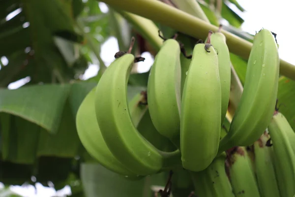 Υγιή Ακατέργαστη Δέσμη Μπανάνας Στο Δέντρο Στην Επιχείρηση Για Συγκομιδή — Φωτογραφία Αρχείου
