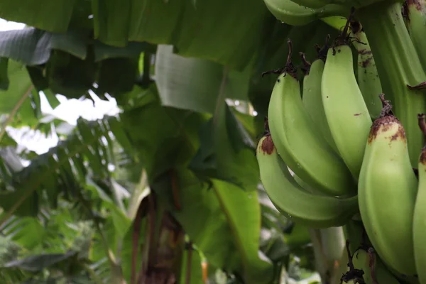 Υγιή Ακατέργαστη Δέσμη Μπανάνας Στο Δέντρο Στην Επιχείρηση Για Συγκομιδή — Φωτογραφία Αρχείου
