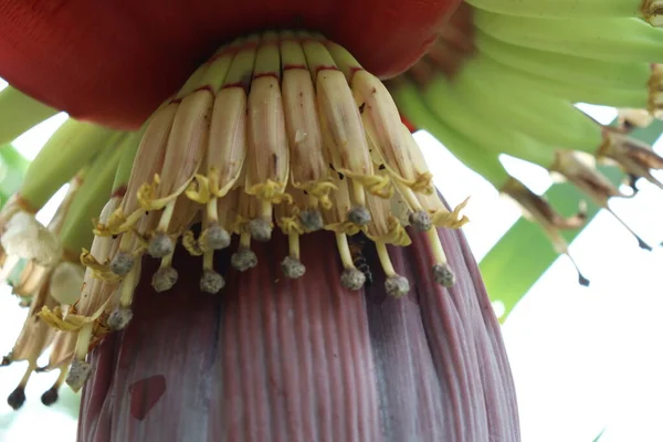 Plantain Fleur Gros Plan Sur Bananier Ferme — Photo