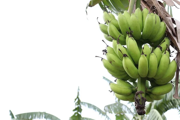 healthy raw banana bunch on tree in firm for harvest