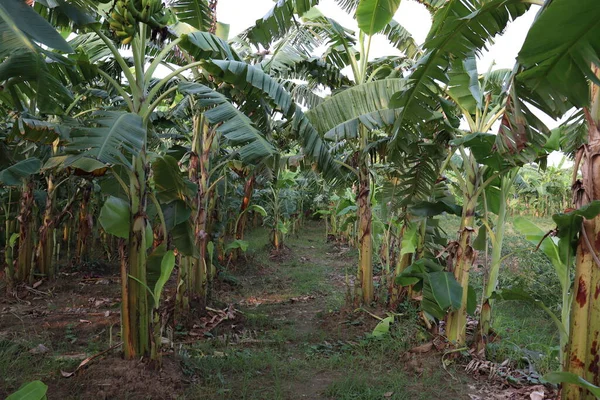 农场上的香蕉树群 供收割和出售 — 图库照片