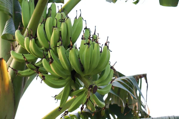 Bouquet Bananes Crues Saines Sur Arbre Entreprise Pour Récolte — Photo