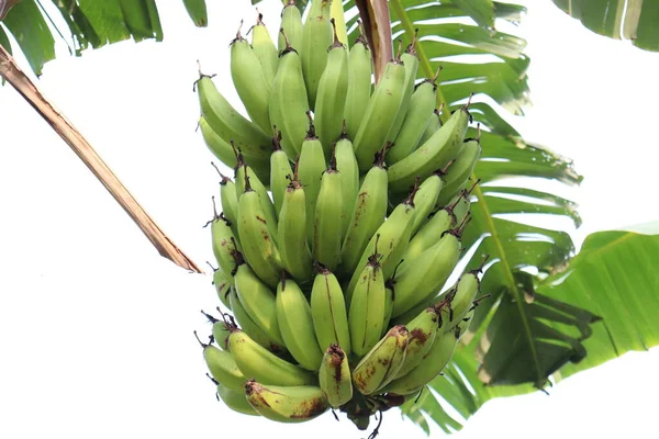 Zdrowy Surowy Banan Pęczek Drzewie Firmie Zbiorów — Zdjęcie stockowe