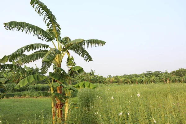 収穫と販売のための農場のバナナの木の株式 — ストック写真