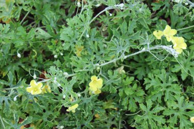 Firmada hasat için ağaçta acı karpuz çiçeği