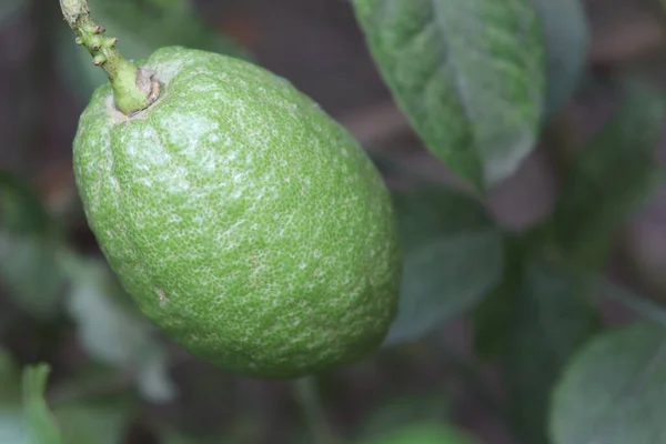 tasty and healthy green colored lemon on tree in the farm for harvest
