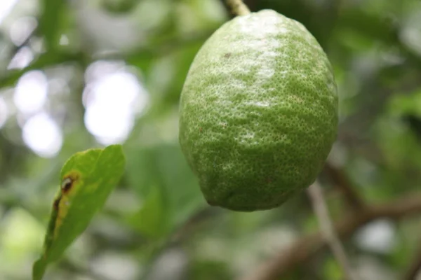 Νόστιμο Και Υγιεινό Πράσινο Χρώμα Λεμονιού Δέντρο Στο Αγρόκτημα Για — Φωτογραφία Αρχείου