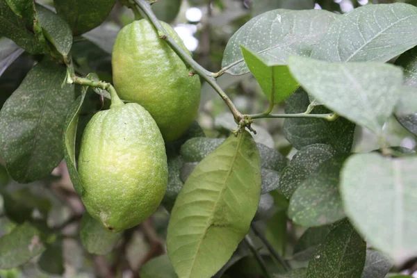 Вкусный Здоровый Зеленый Лимон Дереве Ферме Сбора Урожая — стоковое фото