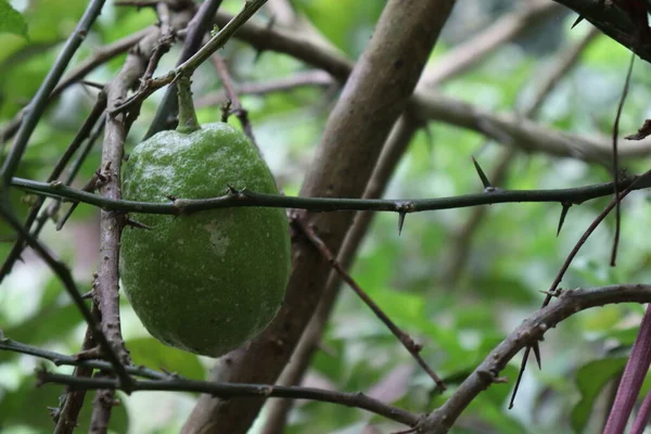 Смачний Здоровий Зелений Лимон Дереві Фермі Збору Врожаю — стокове фото