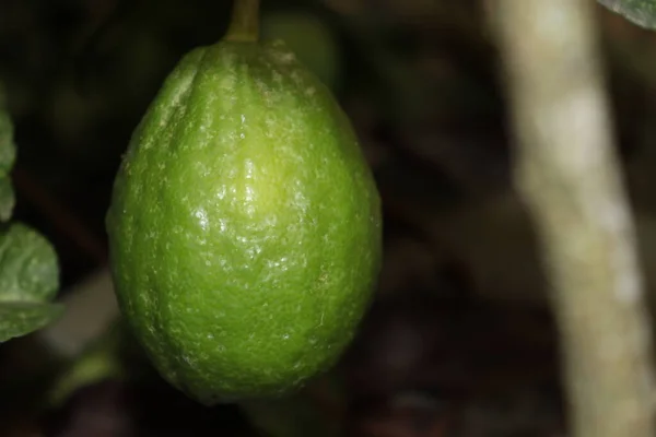 Limão Verde Saboroso Saudável Árvore Fazenda Para Colheita — Fotografia de Stock