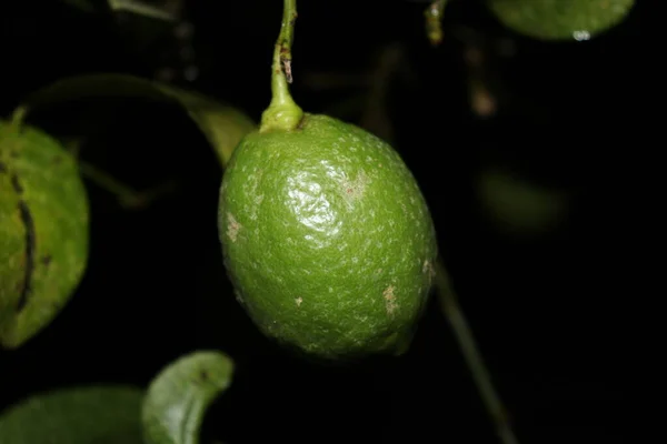 Limão Verde Saboroso Saudável Árvore Fazenda Para Colheita — Fotografia de Stock