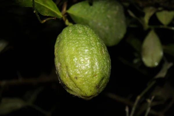 Tasty Healthy Green Lemon Tree Farm Harvest — Stock Photo, Image