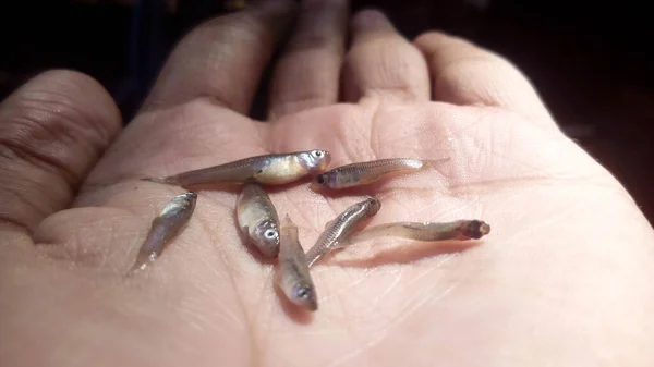 Маленькая Рыбка Рыбацкой Руке Приготовления Пищи — стоковое фото