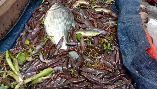 Caldo Pescado Sabroso Saludable Tienda Para Venta — Foto de Stock