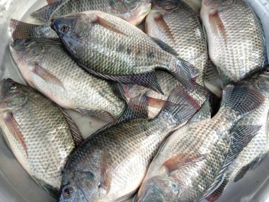 Lezzetli ve sağlıklı balık stokları satışta