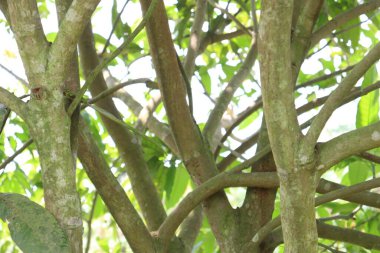 Hasat ve bahçıvanlık için çiftlikte mango ağacı.