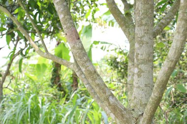 Hasat ve bahçıvanlık için çiftlikte mango ağacı.