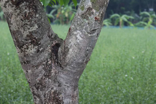 tree farm for harvest and business and nature