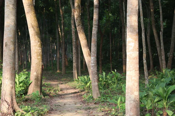 Peternakan Pohon Untuk Panen Dan Bisnis Dan Alam — Stok Foto