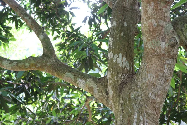 Mangobaum Auf Bauernhof Für Ernte Und Gartenarbeit — Stockfoto