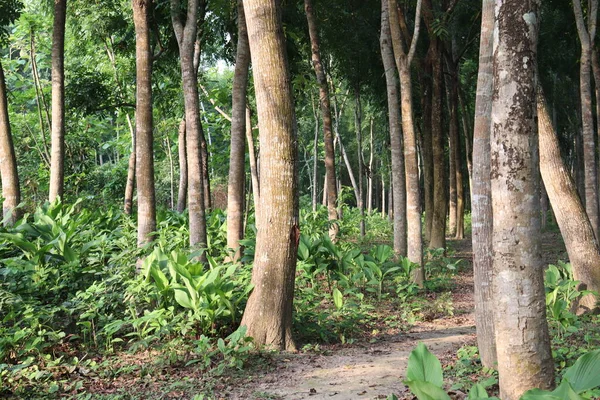 Stromová Farma Pro Sklizeň Obchod Přírodu — Stock fotografie