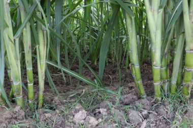 yeşil lezzetli ve sağlıklı şeker kamışı çiftliği hasat ve yemek için.