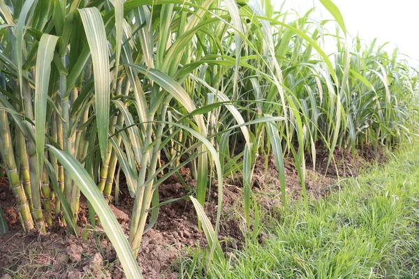 Зеленый Вкусный Здоровый Сахарный Тростник Ферма Поле Сбора Урожая — стоковое фото