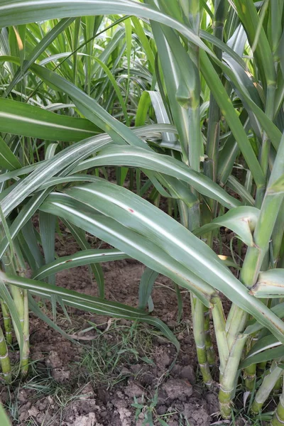 Green Tasty Healthy Sugarcane Farm Field Harvest Eat — Stock Photo, Image