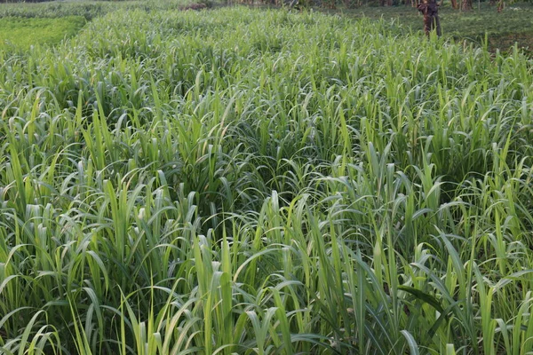 Verde Saborosa Saudável Fazenda Cana Açúcar Campo Para Colheita Comer — Fotografia de Stock